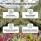 Luchtplantjes 20 Tillandsia
