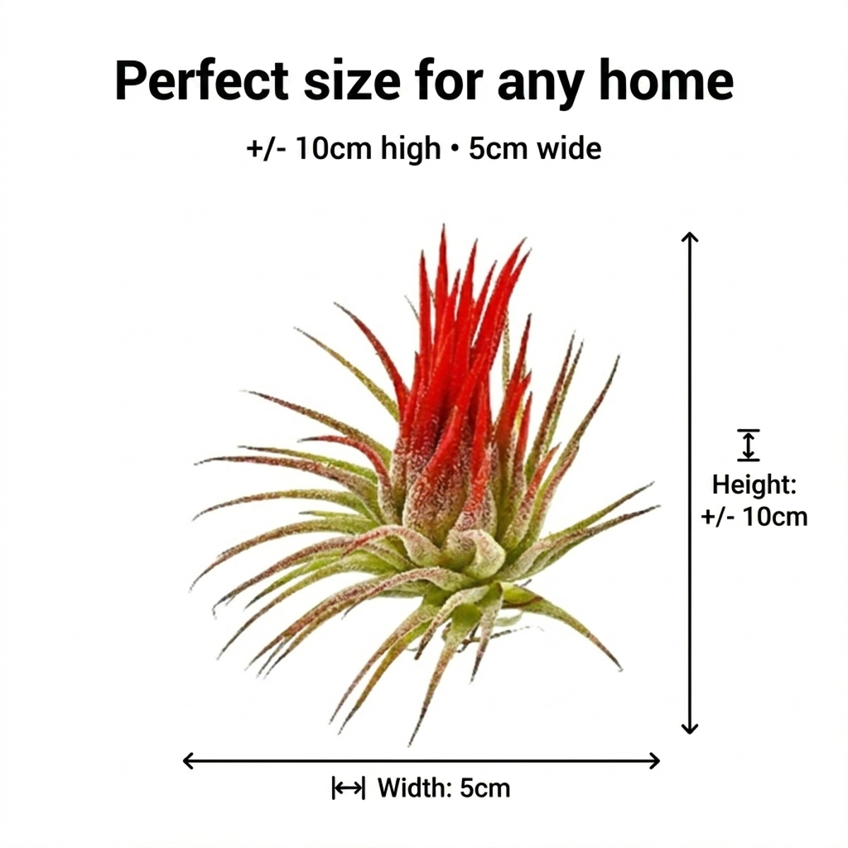 Luchtplantjes 10 Tillandsia