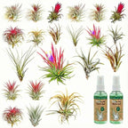 Luchtplantjes 20 Tillandsia