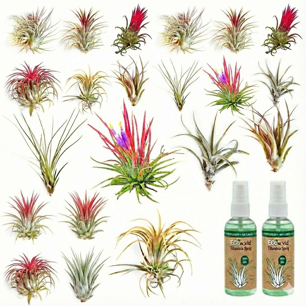 Luchtplantjes 20 Tillandsia
