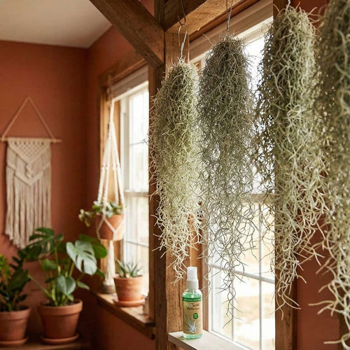 Tillandsia Spray