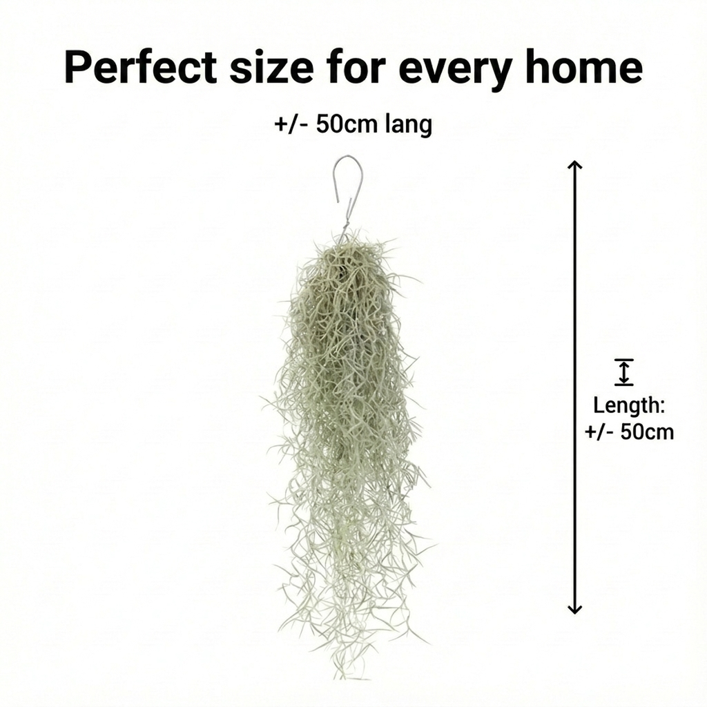 Jelly Fish 3 Kwal Tillandsia Usneoides Zee Egel