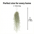 Spaans Mos 6 Tillandsia Usneoides
