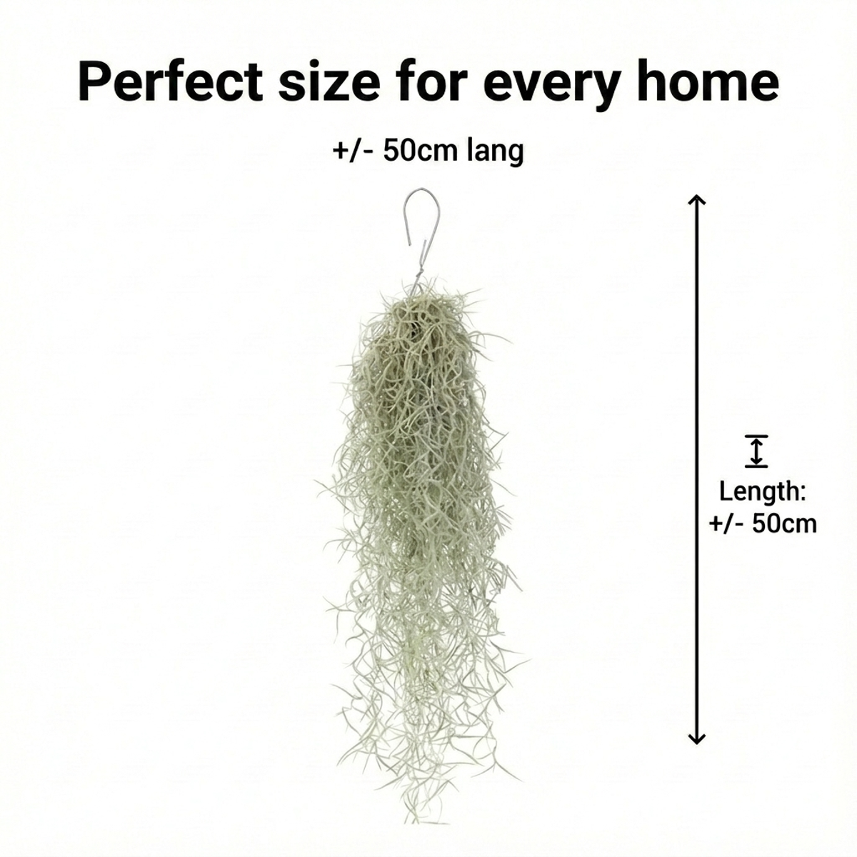 Jelly Fish 3 Kwal Tillandsia Usneoides Zee Egel