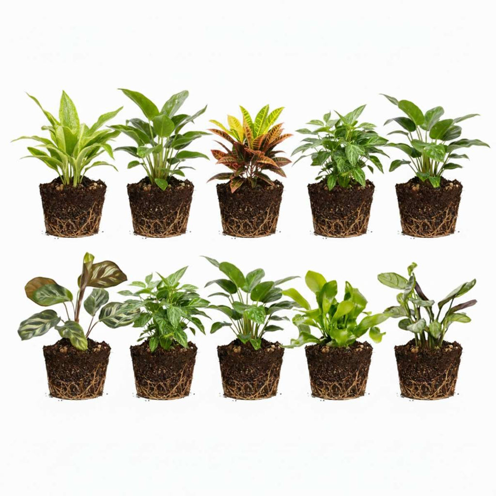 Mini Plantjes 10