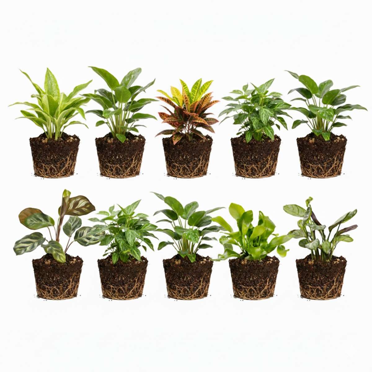 Mini Plantjes 10