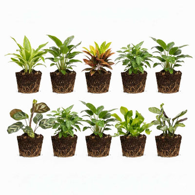 Mini Plantjes 10