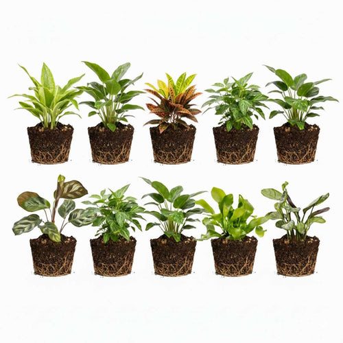 Mini Plantjes 10