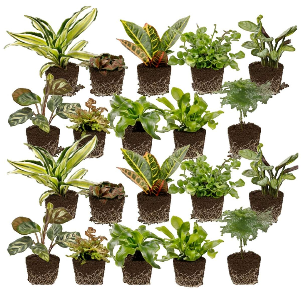 Mini Plantjes 20