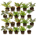 Mini Plantjes 20