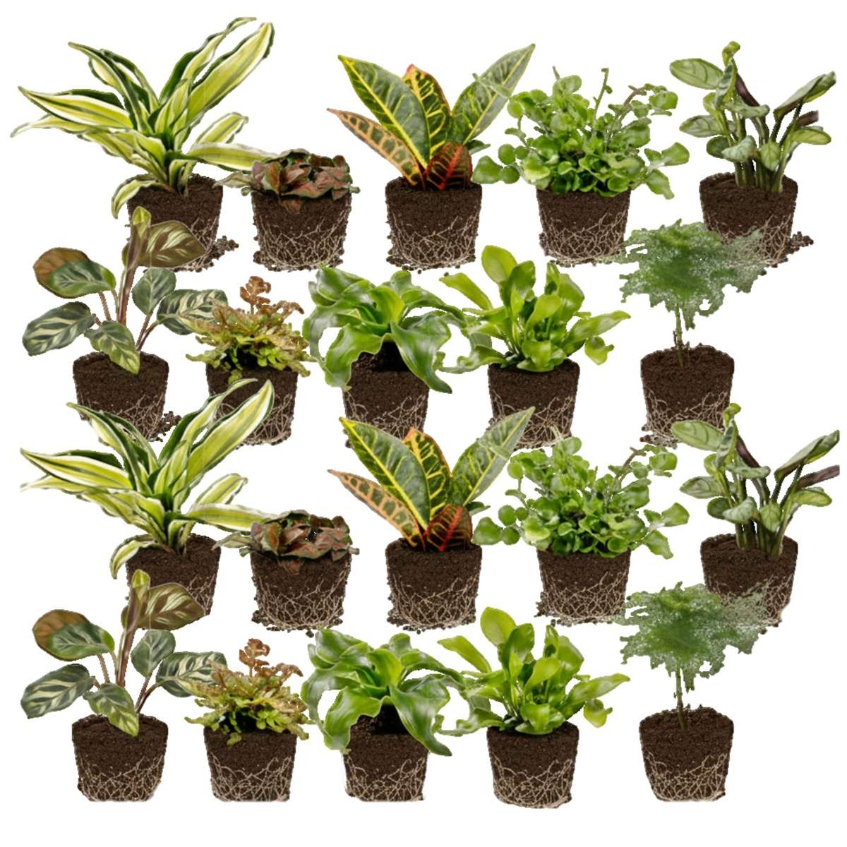 Mini Plantjes 20
