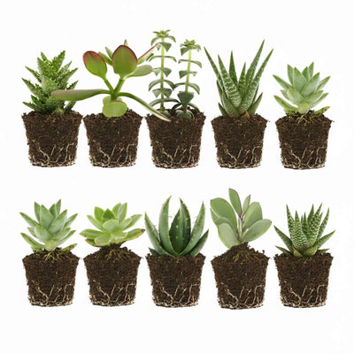 Mini Vetplanten 10