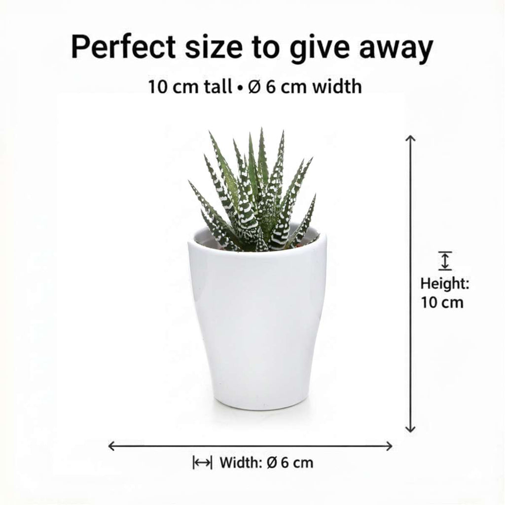 Mini Vetplanten 10