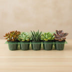 Mini Vetplanten 20