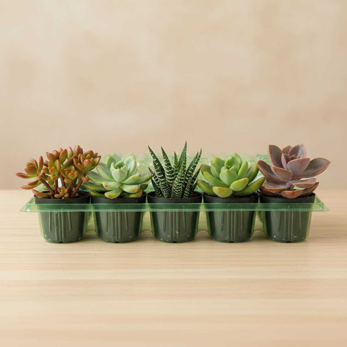 Mini Vetplanten 10