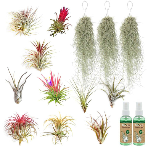 Luchtplantjes 10x Tillandsia 3x Spaans Mos