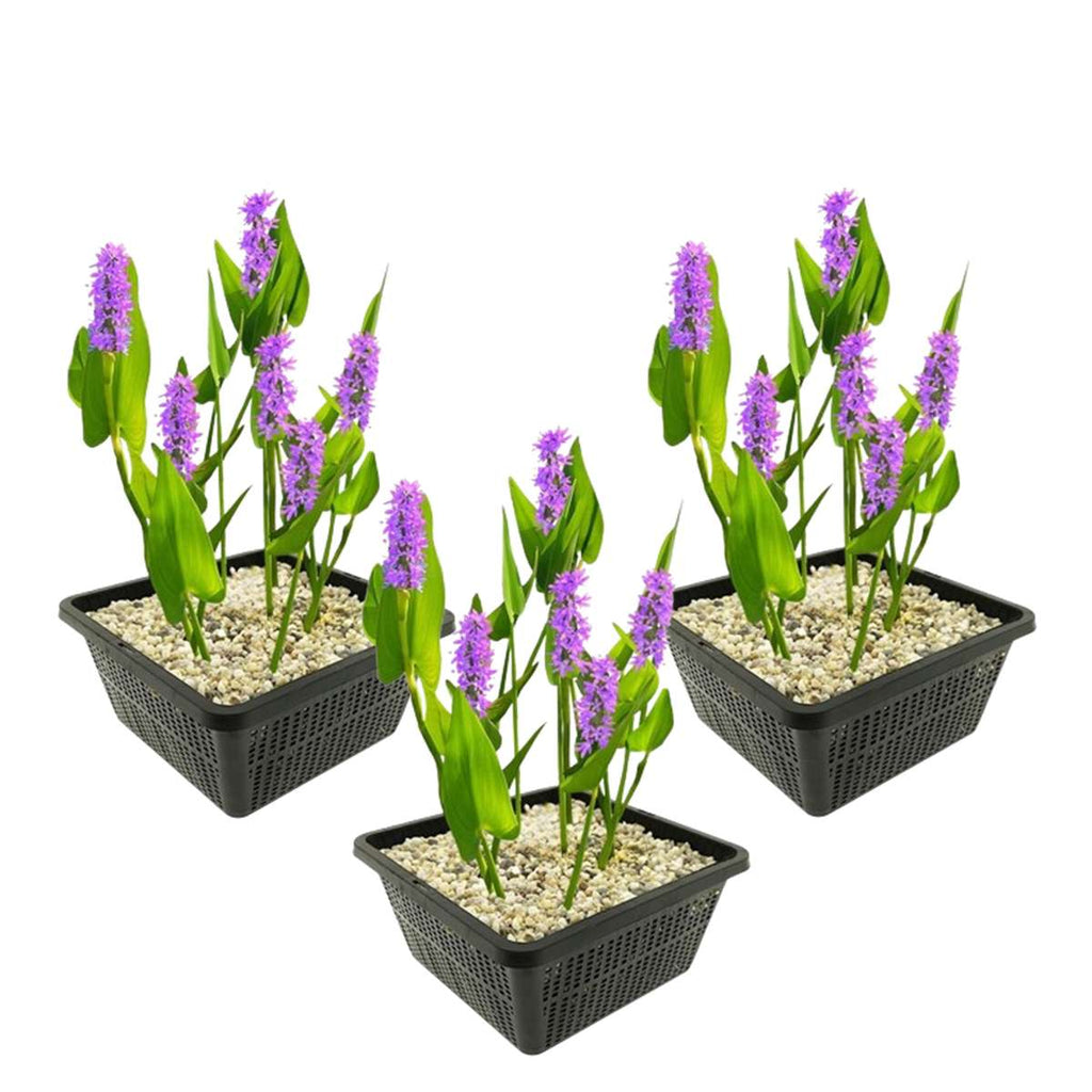 Roze Snoekkruid 3 manden