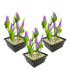 Roze Snoekkruid 3 manden