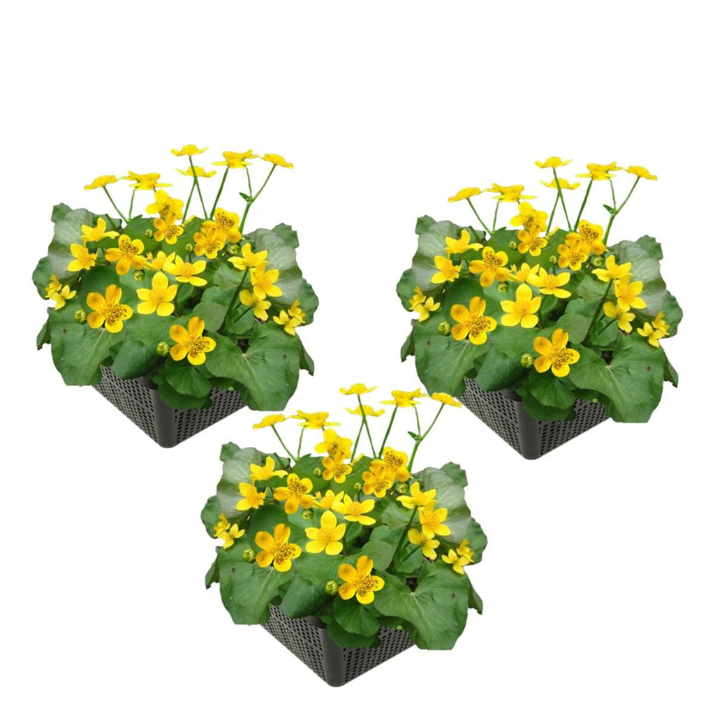 Dotterbloem 3 manden