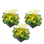 Dotterbloem 3 manden