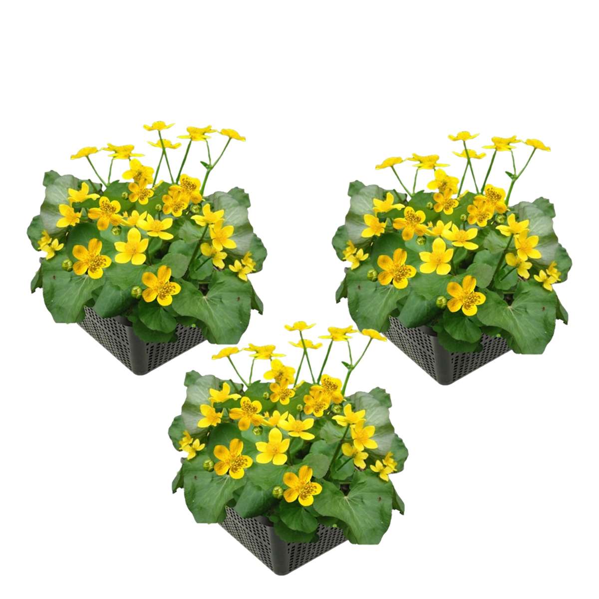 Dotterbloem 3 manden