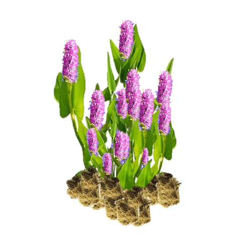 Roze Snoekkruid 15 planten
