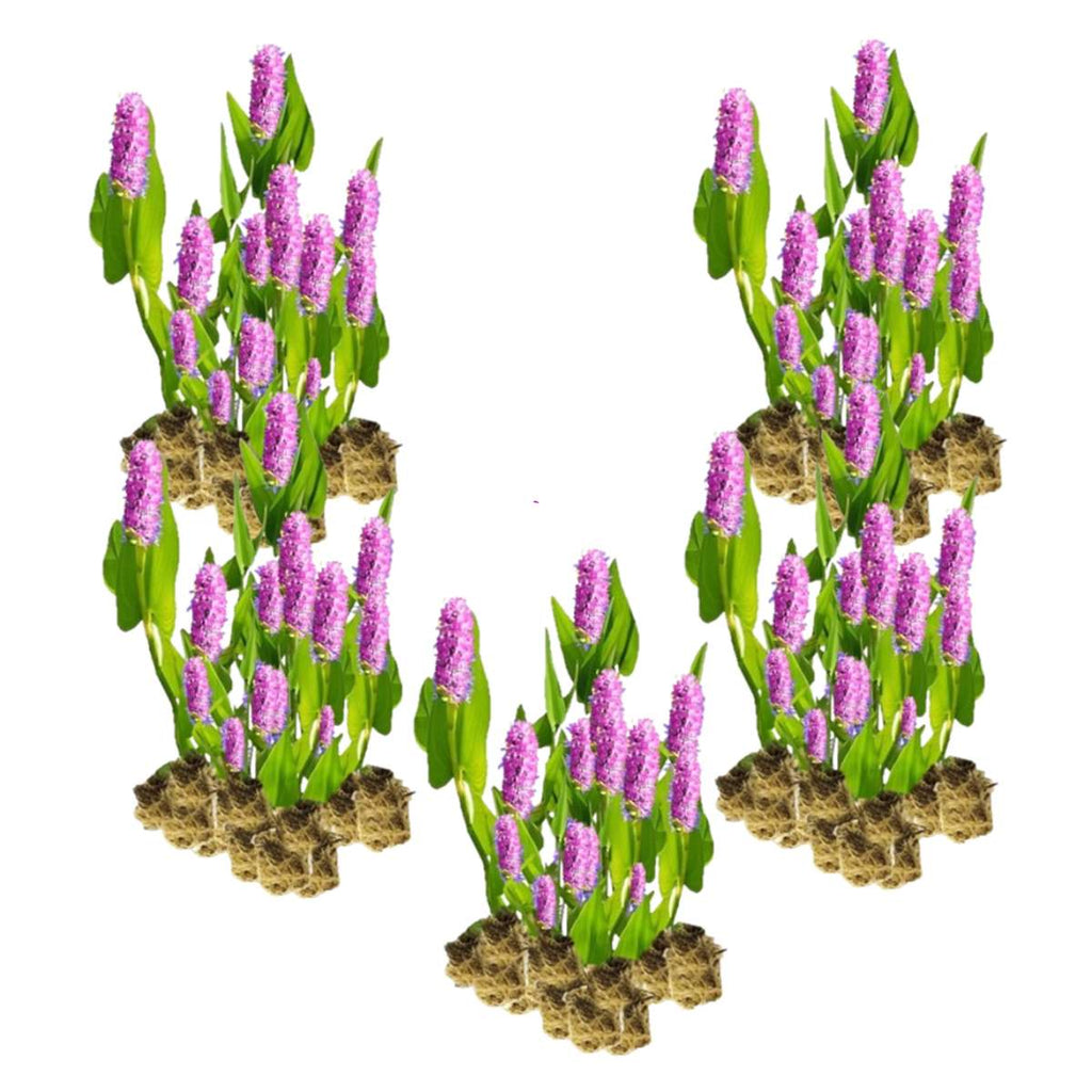 Roze Snoekkruid 100 planten