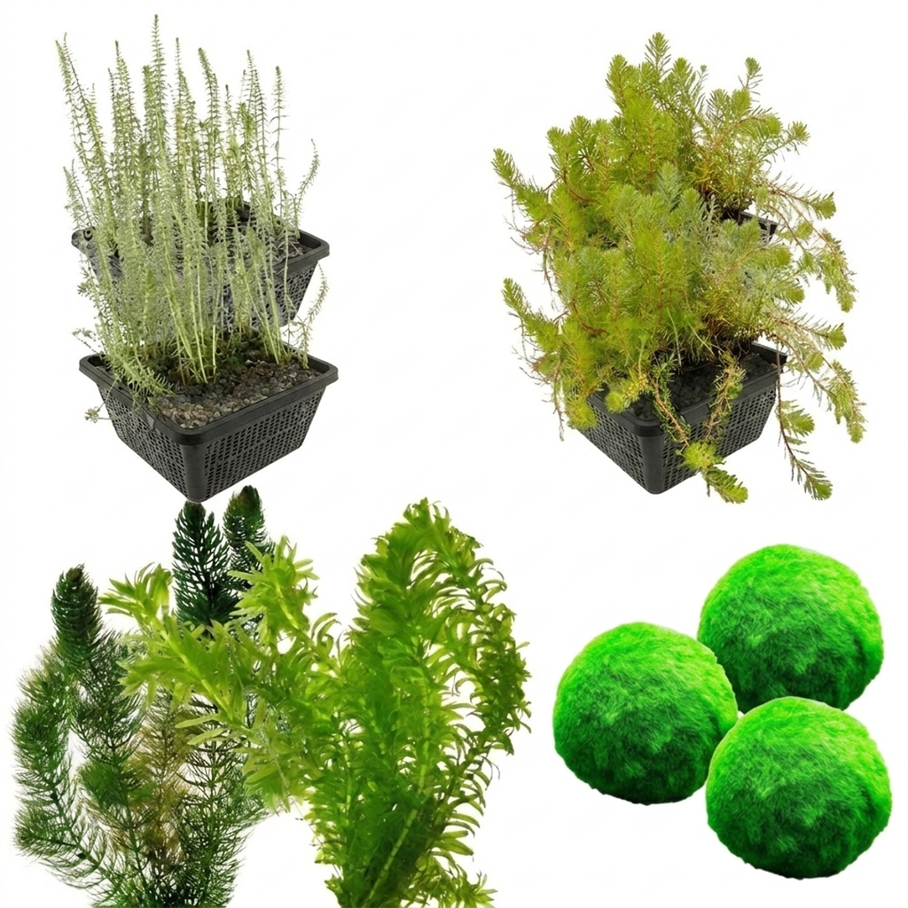 Zuurstofplanten Pakket 6.500-10.000L