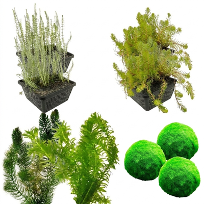 Zuurstofplanten Pakket 6.500-10.000L
