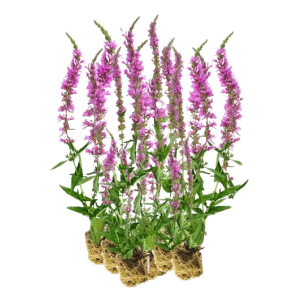 Kattenstaart 15 planten