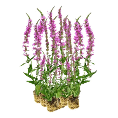 Kattenstaart 15 planten
