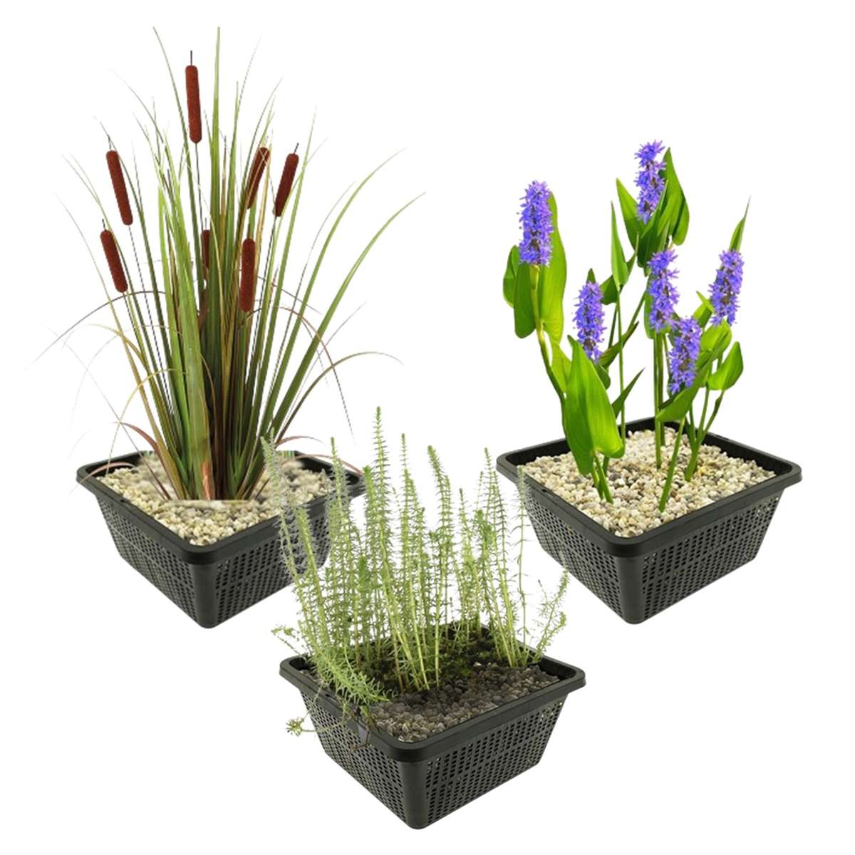 Najaarsbloeiers Vijverplanten