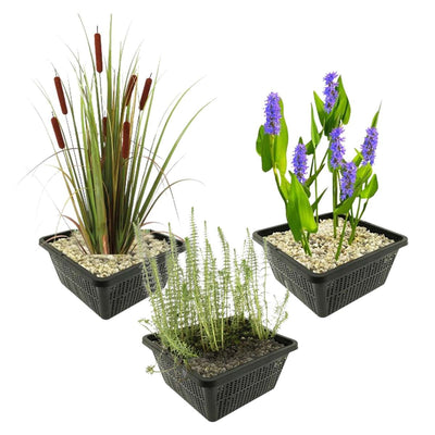 Najaarsbloeiers Vijverplanten