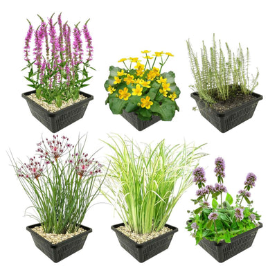 Inheemse Vijverplanten 4 Seizoenbloeiers