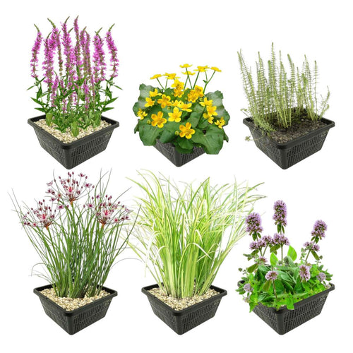 Inheemse Vijverplanten 4 Seizoenbloeiers