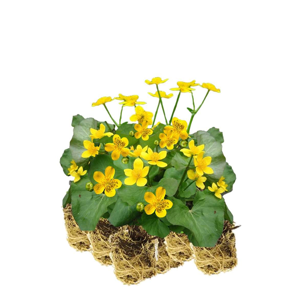 Dotterbloem 15 planten