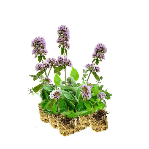 Watermunt 15 planten