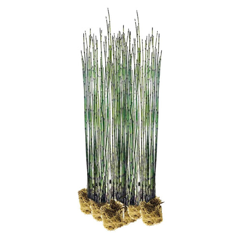 Holpijp 15 planten