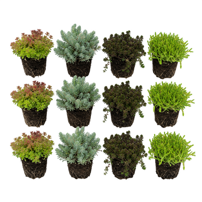 Sedum Rotsplanten 12 planten