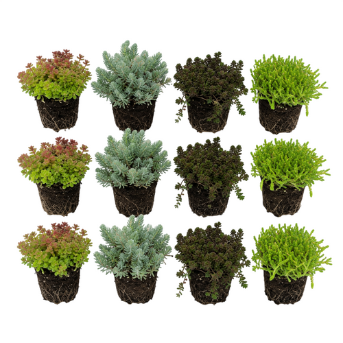 Sedum Rotsplanten 12 planten