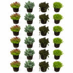 Sedum Rotsplanten 24 planten