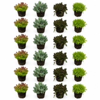 Sedum Rotsplanten 24 planten