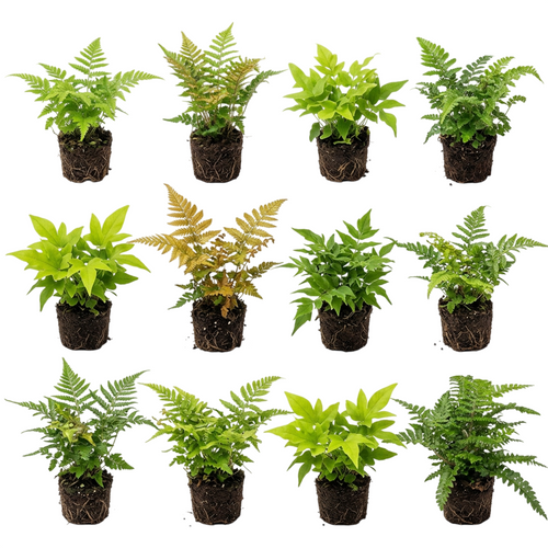 Tuinvarens 12 planten