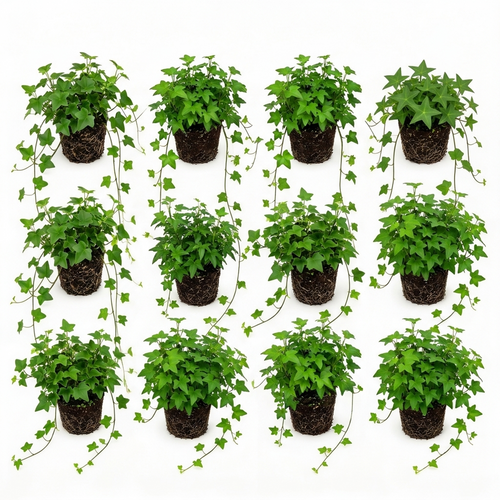 Klimop Hedera 12 planten