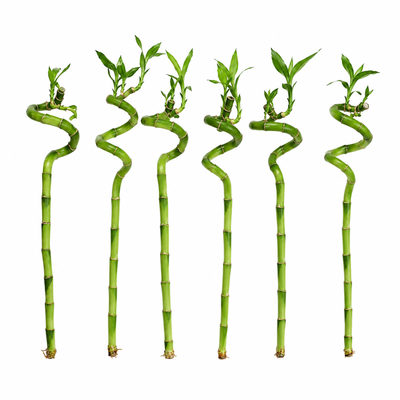 Lucky Bamboo Set 6