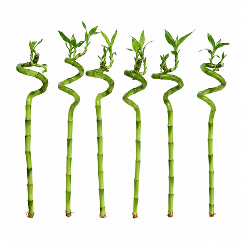 Lucky Bamboo Set 6