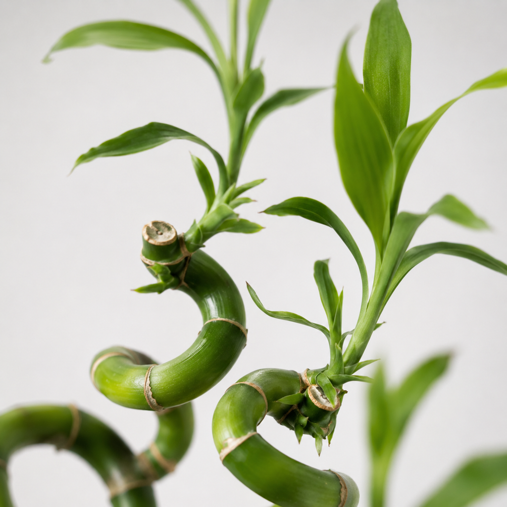 Lucky bamboo x2 met vaas, steentjes en mosballen