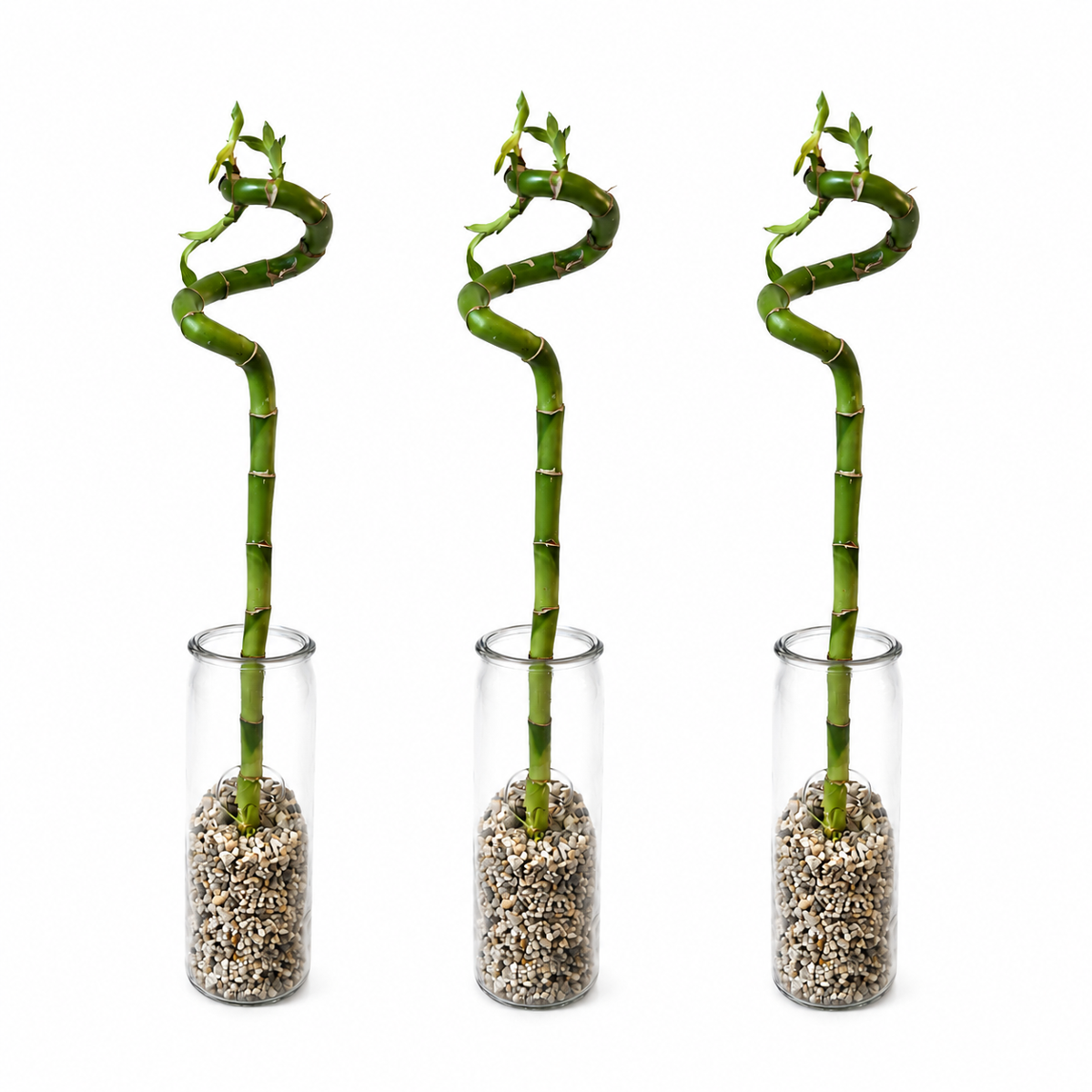 Lucky Bamboo Trio