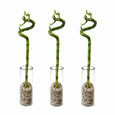 Lucky Bamboo Trio