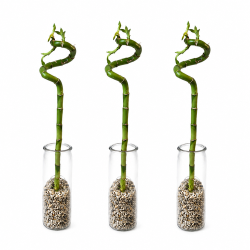 Lucky Bamboo Trio